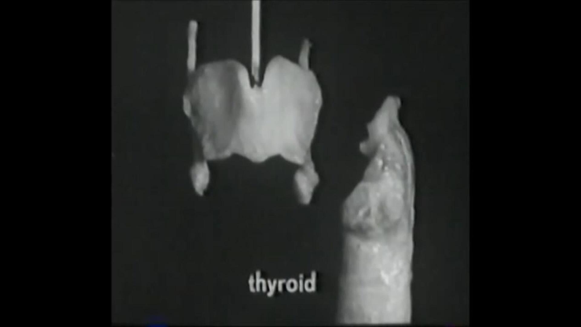 Voice Production: The Vibrating Larynx