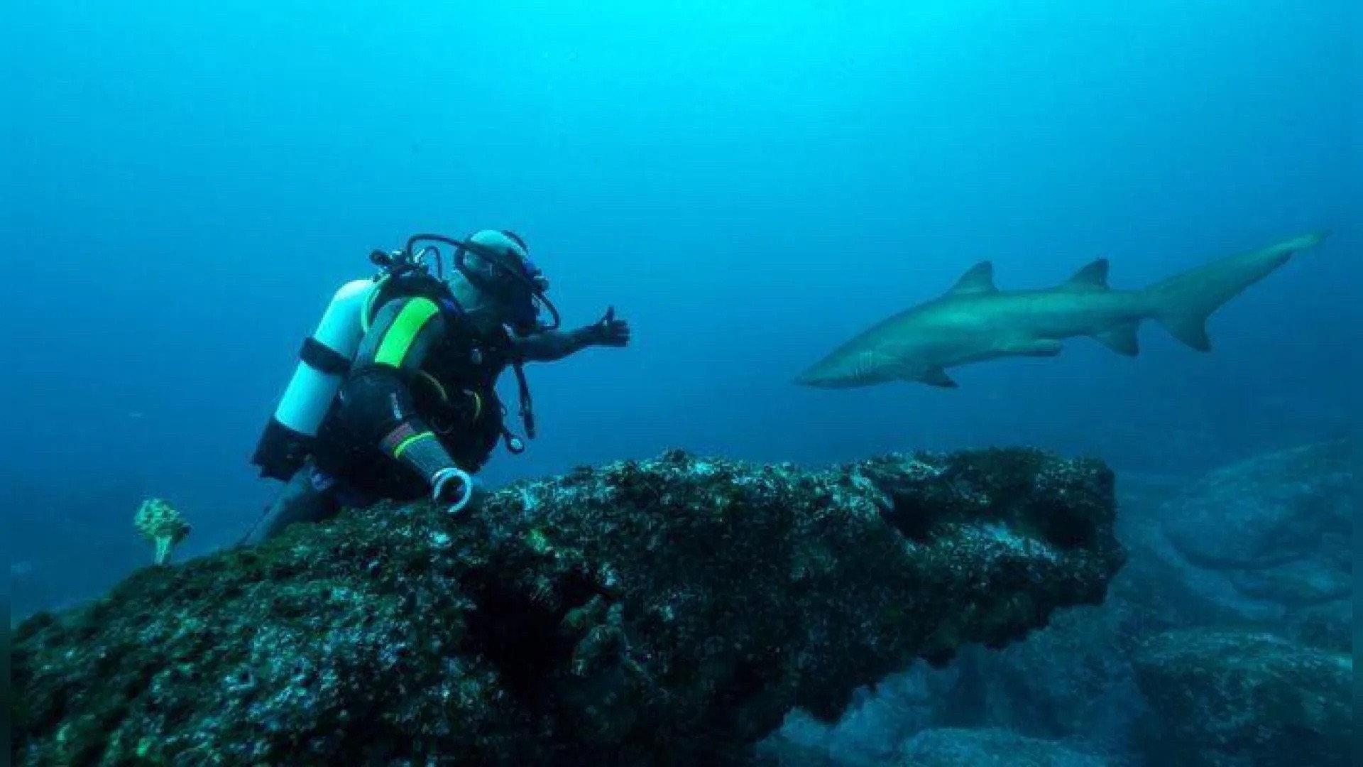 Sydney Harbor Shark Invasion