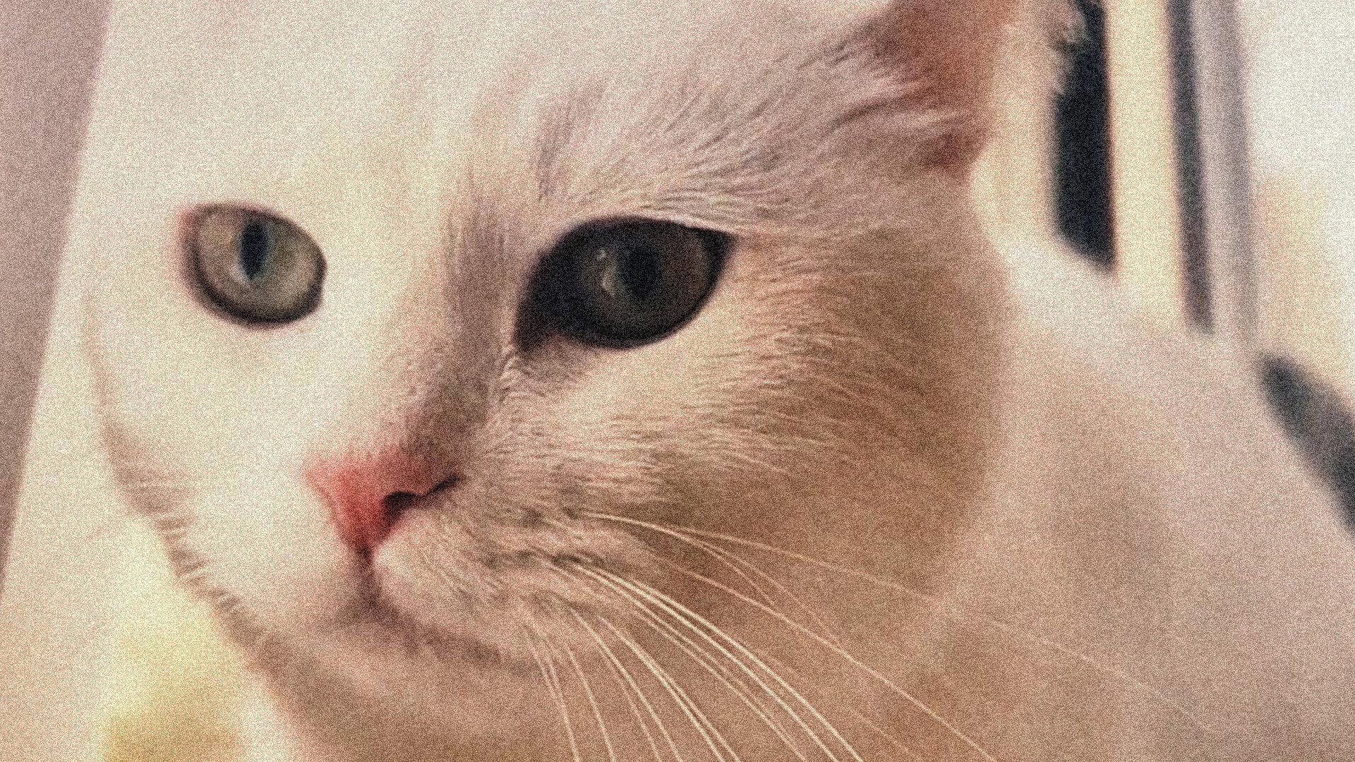 Cat in Absentia