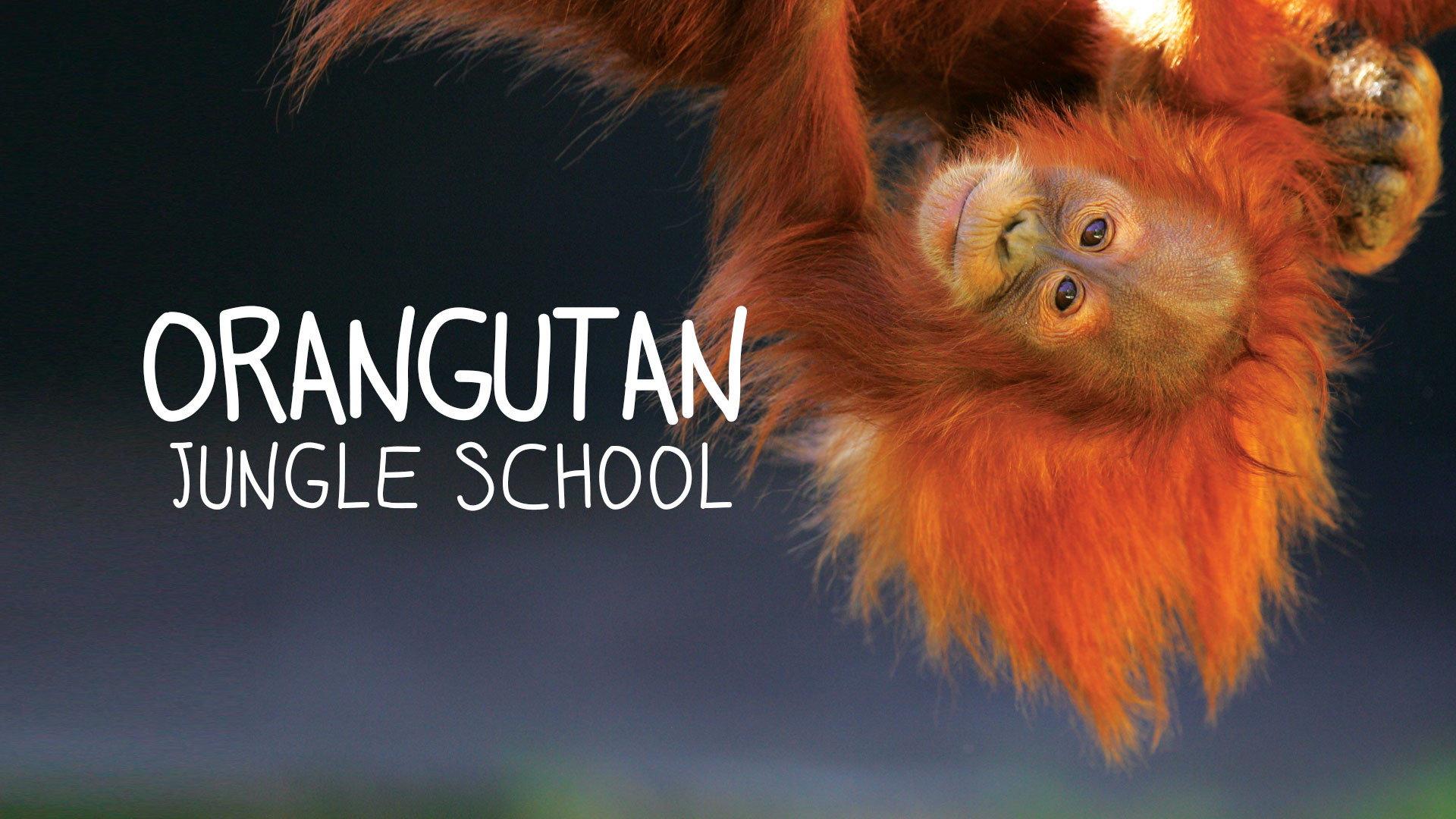 Orangutan Jungle School