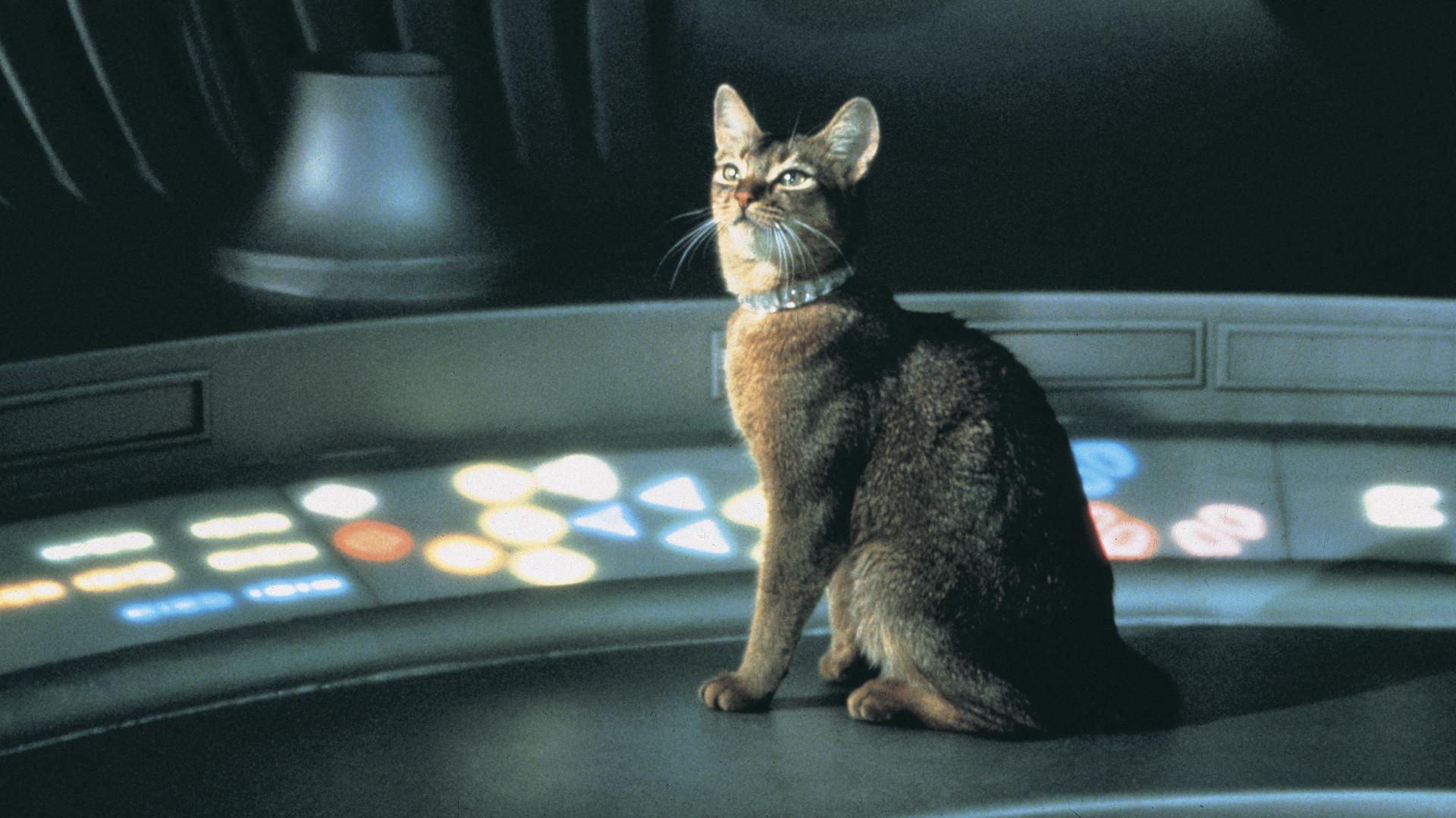 The Cat from Outer Space