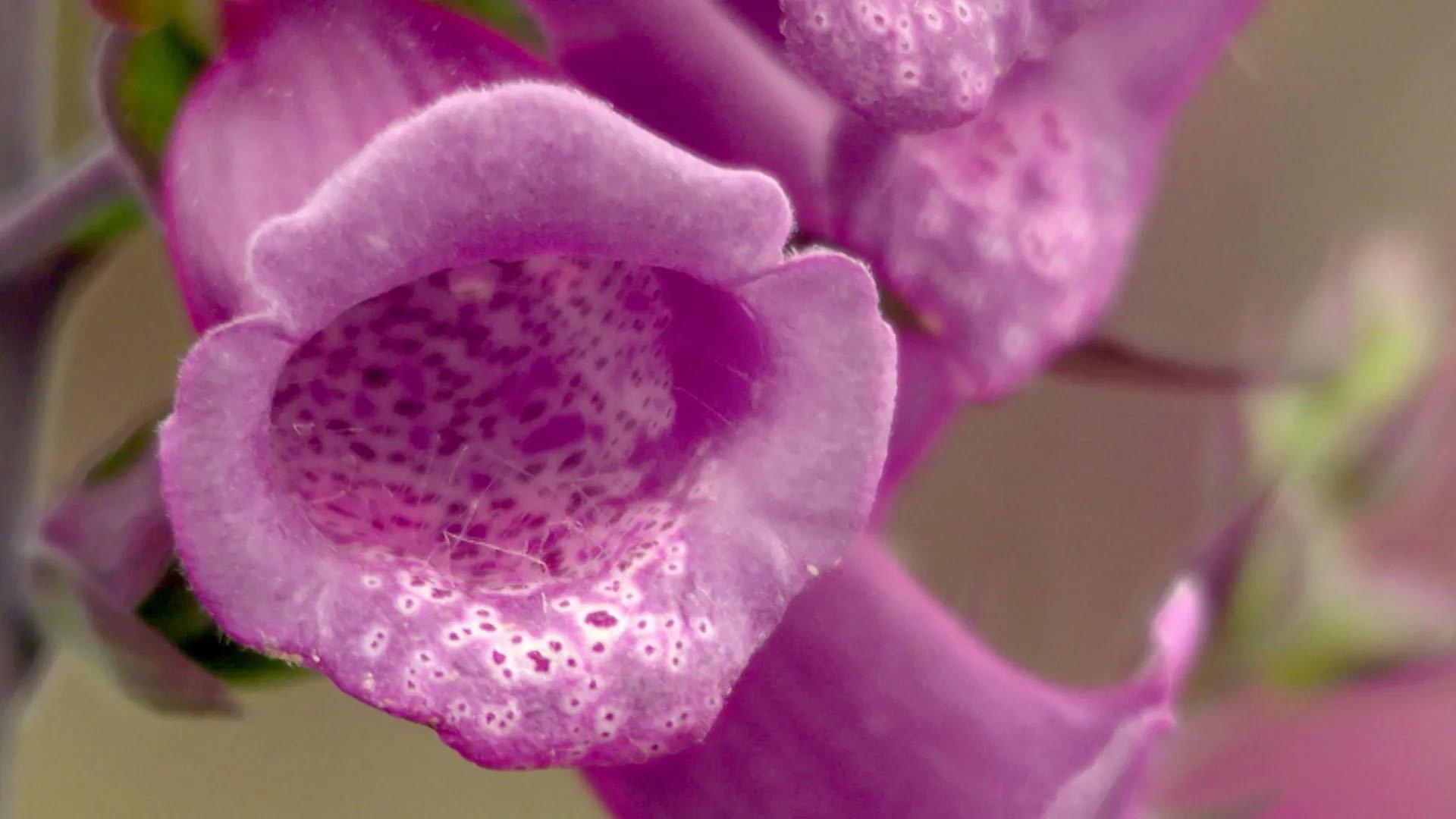 Les Secrets des fleurs sauvages